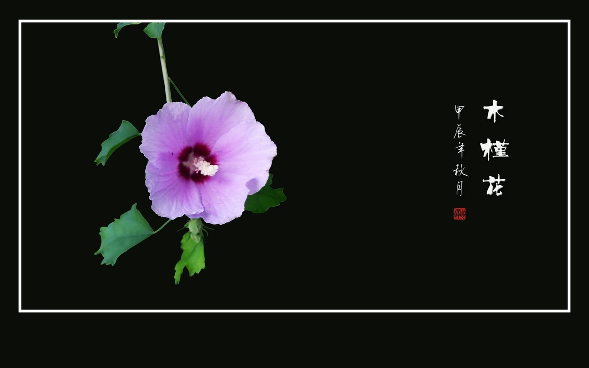 粉嫩娇羞的木槿花