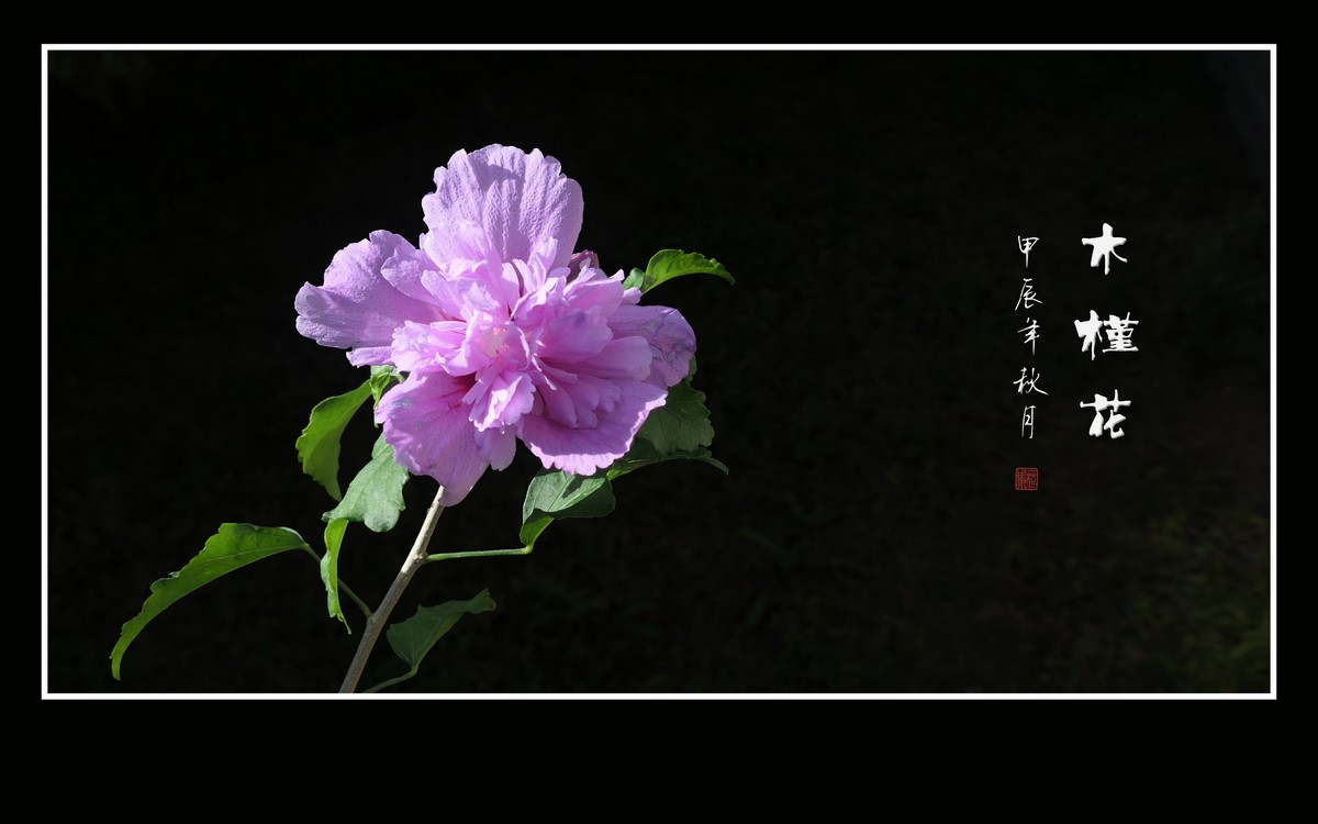 粉嫩娇羞的木槿花