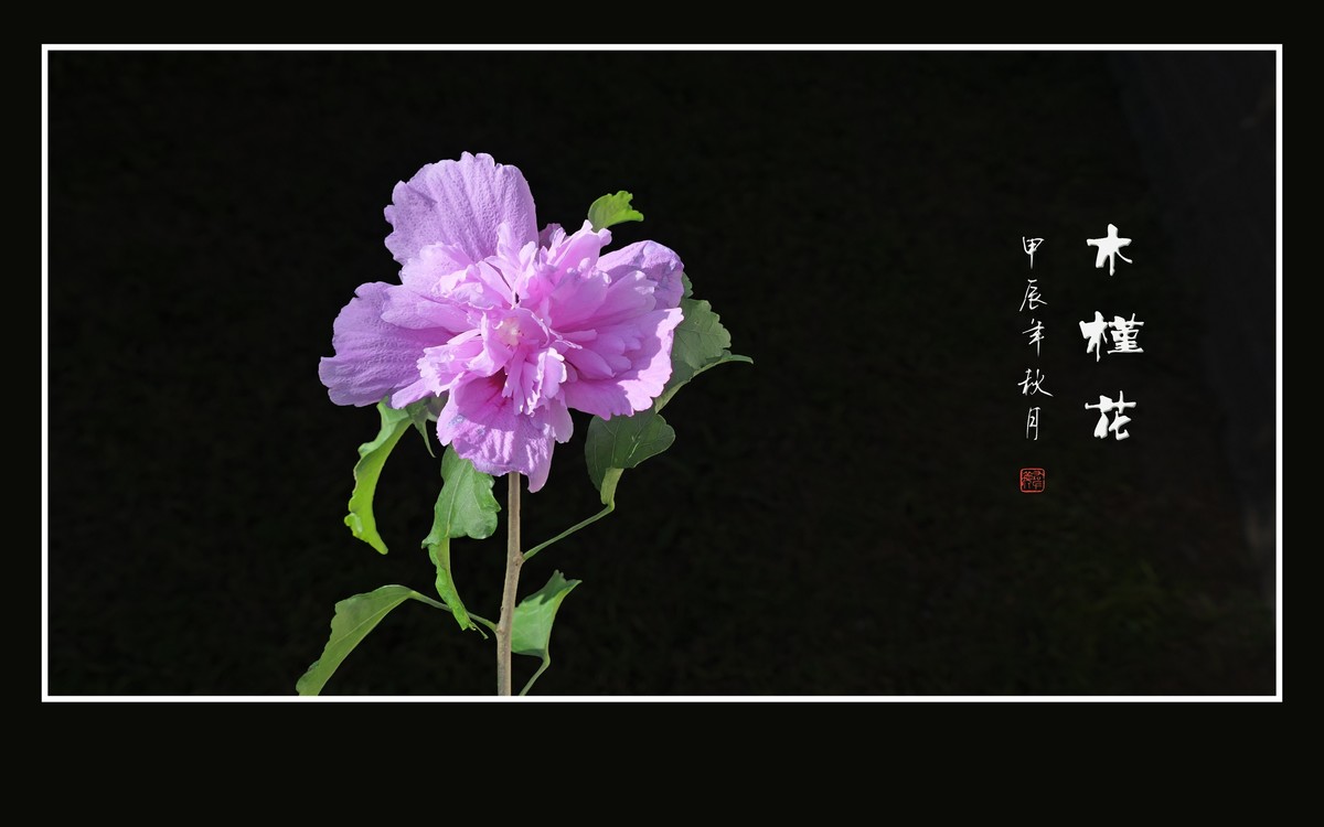 粉嫩娇羞的木槿花