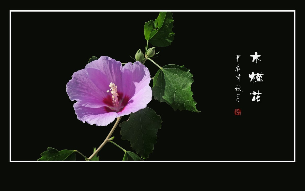 粉嫩娇羞的木槿花