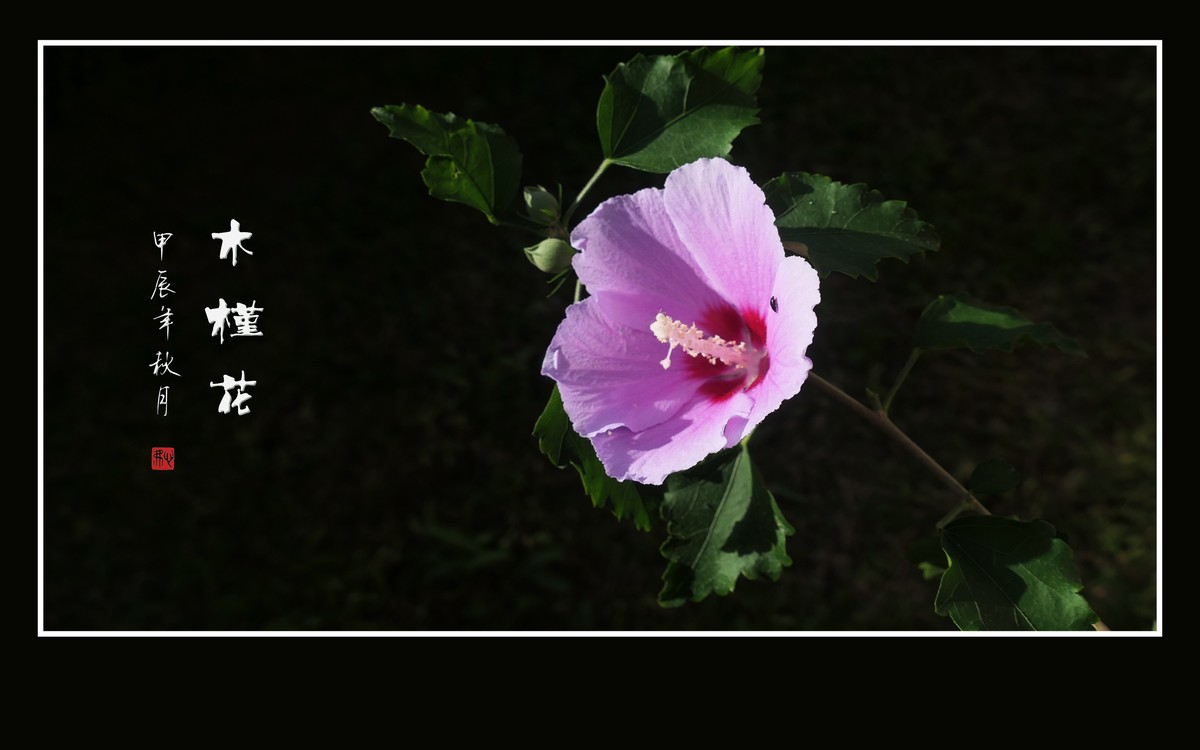 粉嫩娇羞的木槿花