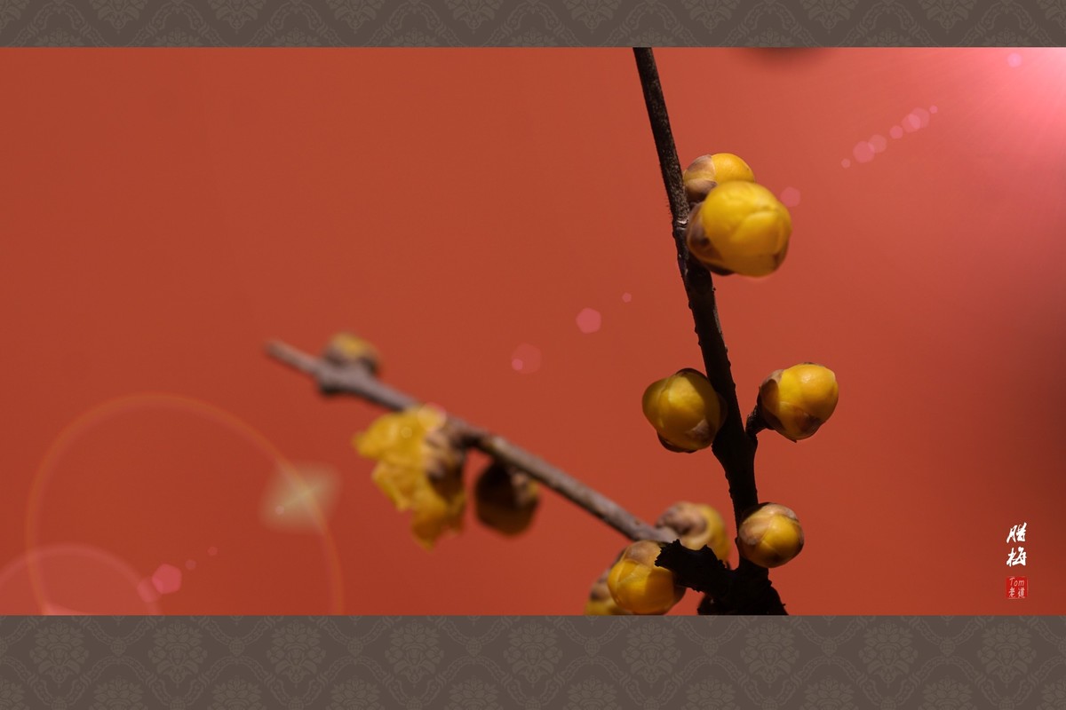 料峭早春邂逅腊梅！