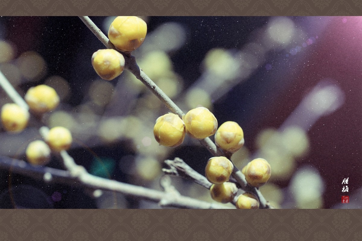 料峭早春邂逅腊梅！