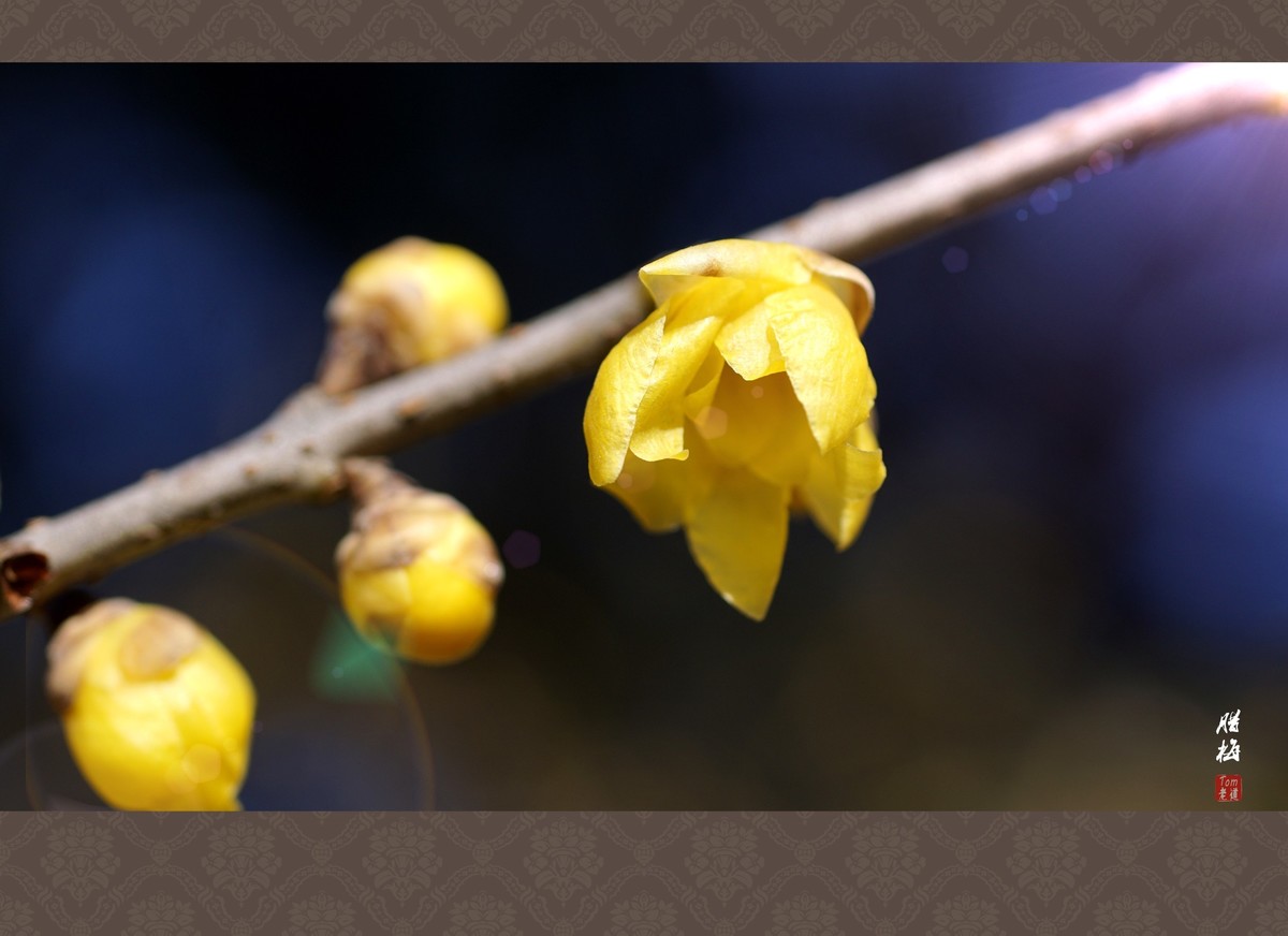 料峭早春邂逅腊梅！