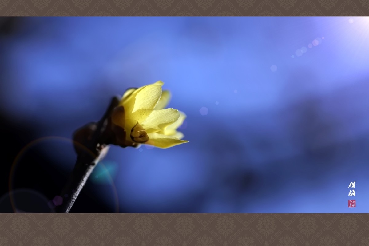 料峭早春邂逅腊梅！