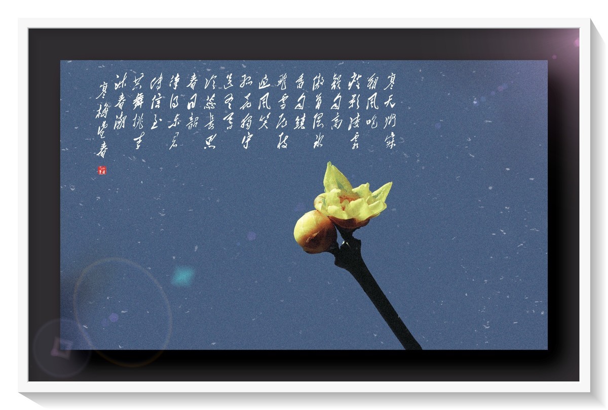 料峭早春邂逅腊梅！