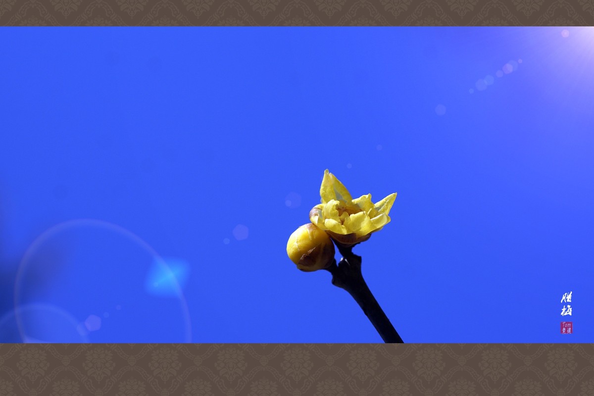 料峭早春邂逅腊梅！