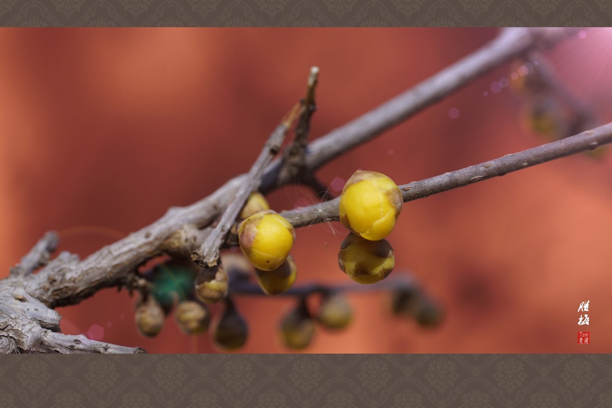 料峭早春邂逅腊梅！