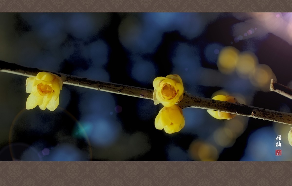 料峭早春邂逅腊梅！