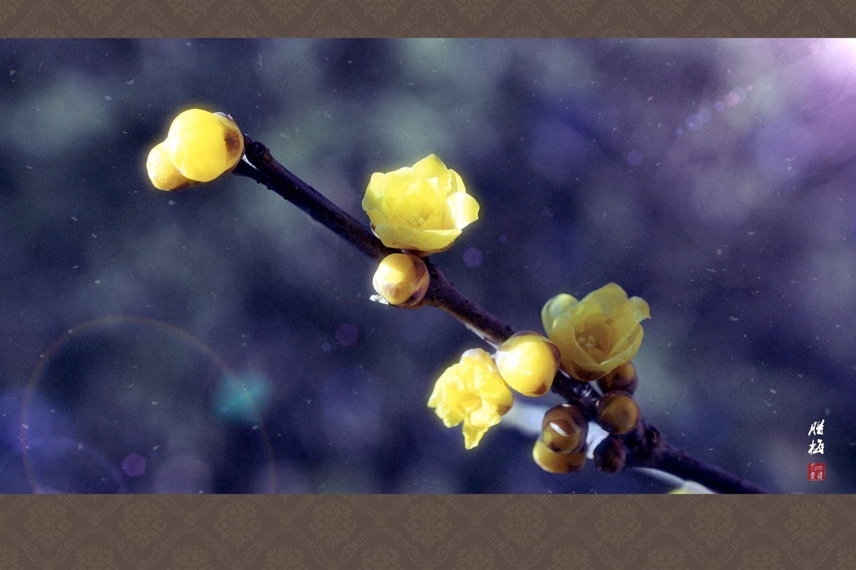 料峭早春邂逅腊梅！