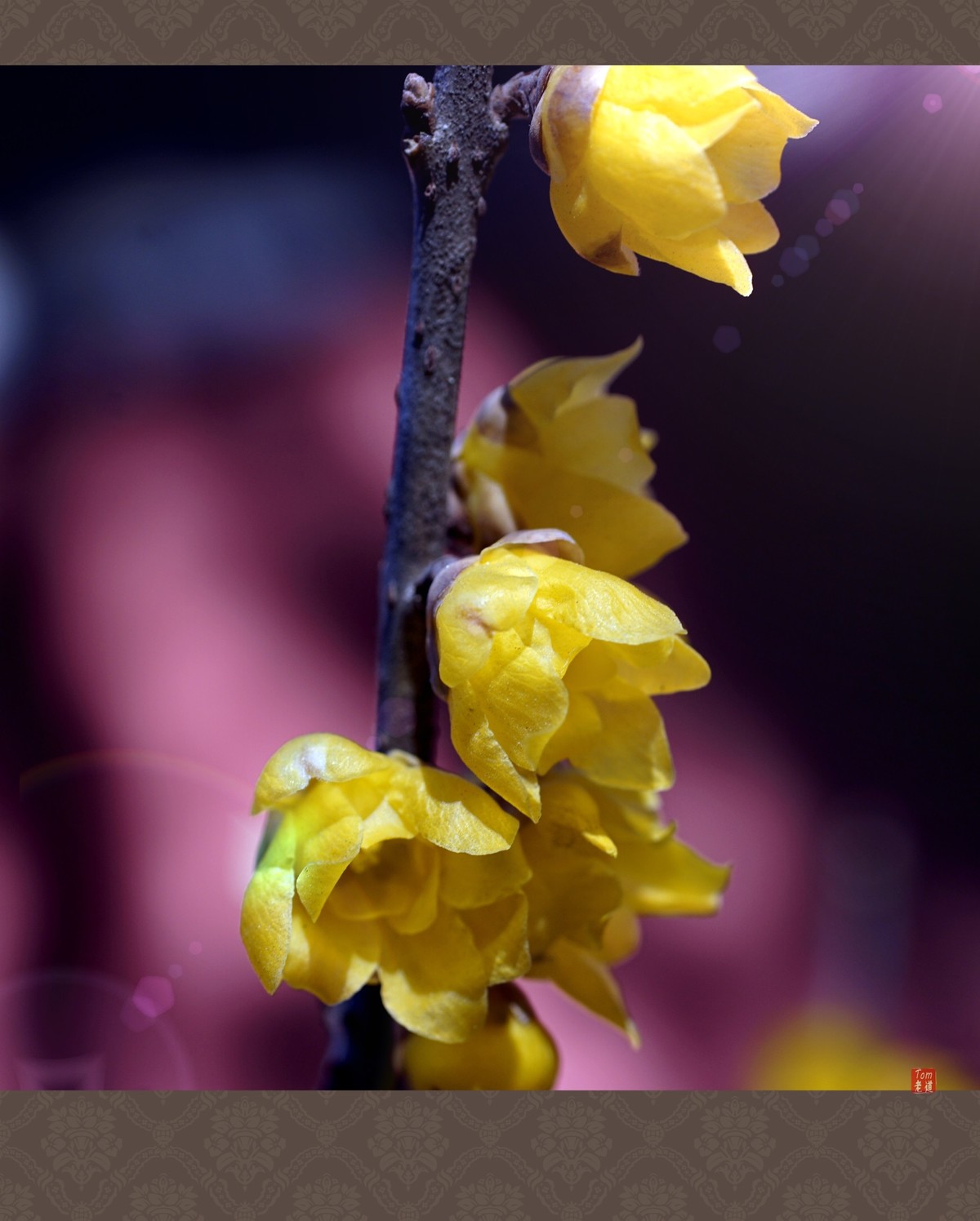 料峭早春邂逅腊梅！