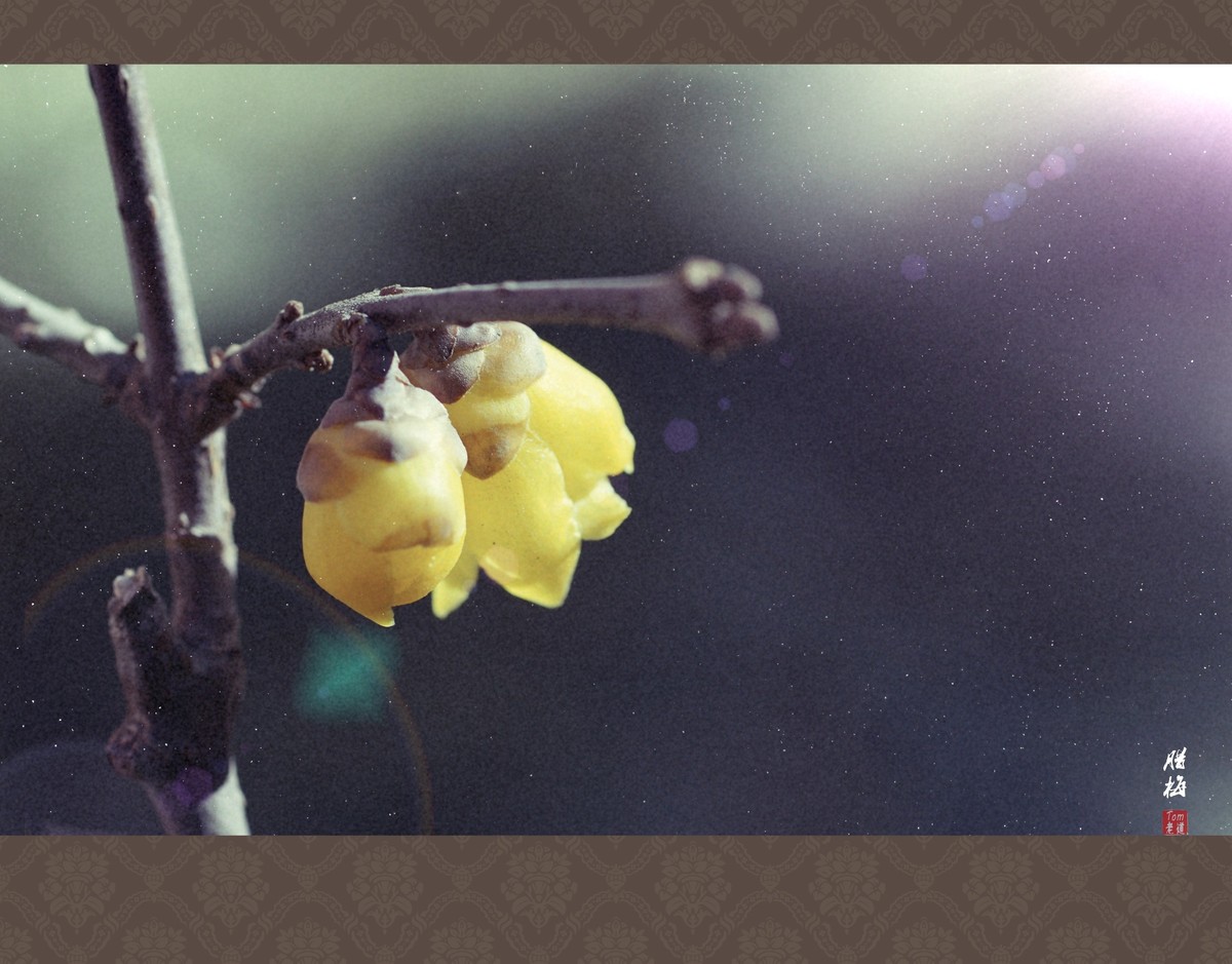 料峭早春邂逅腊梅！