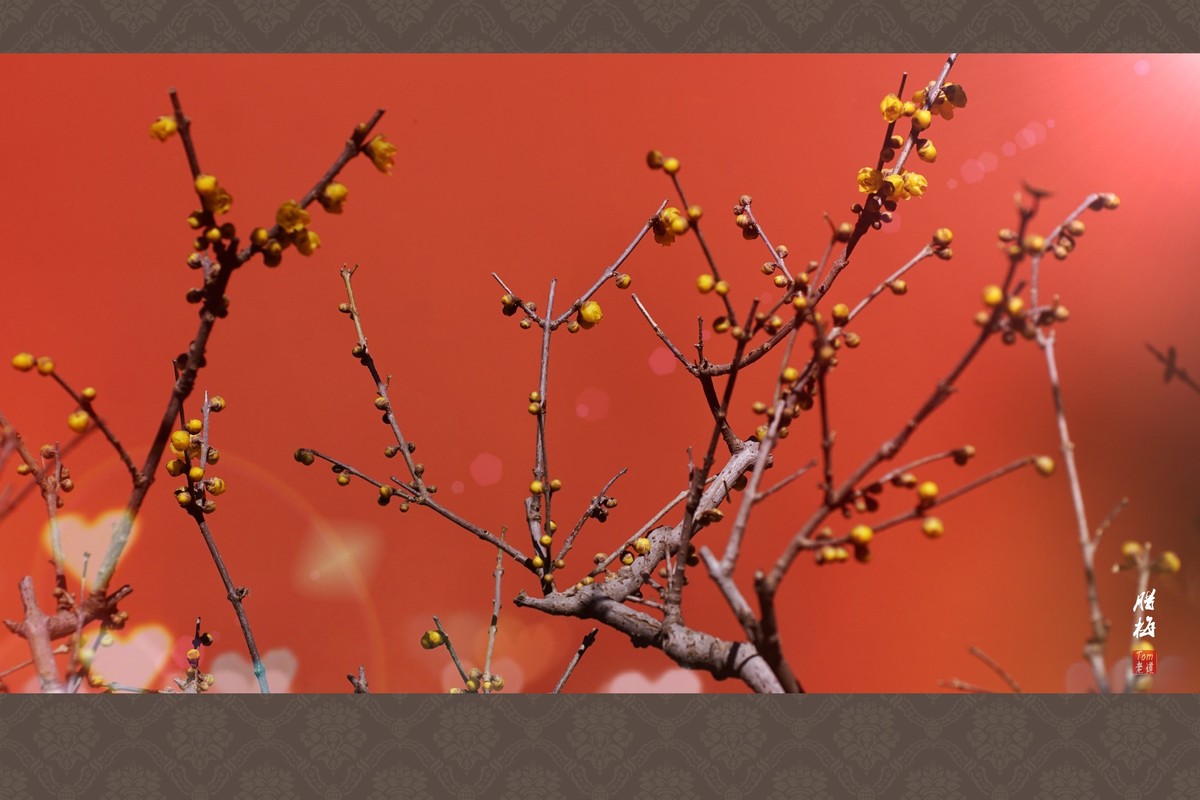 料峭早春邂逅腊梅！