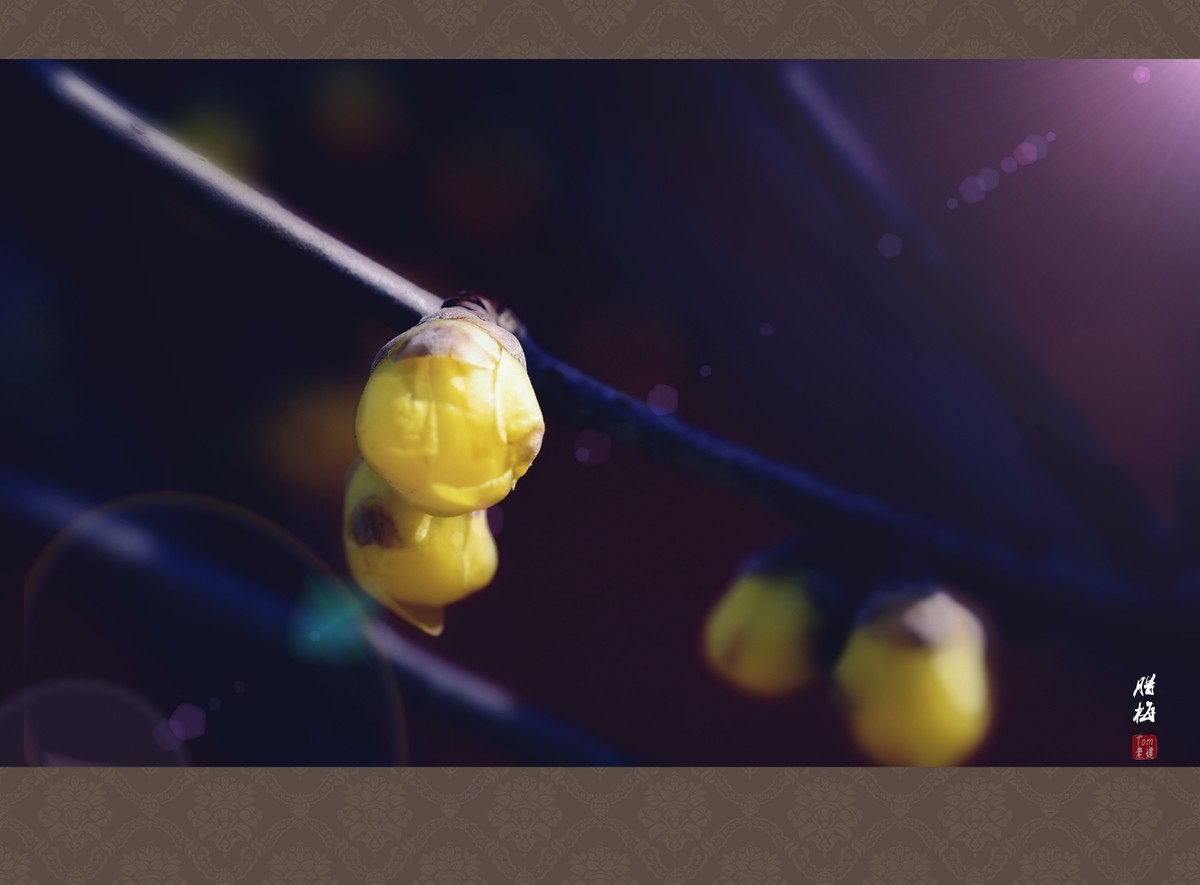 料峭早春邂逅腊梅！