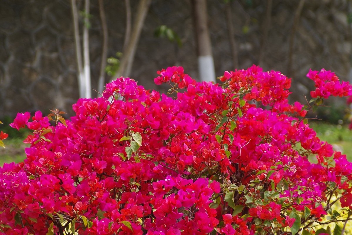 宾得F头试拍（三）