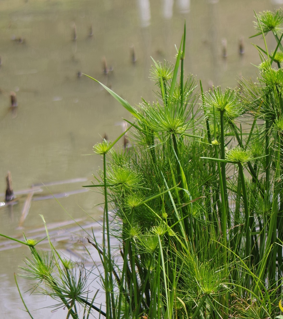 宾得F头试拍（三）