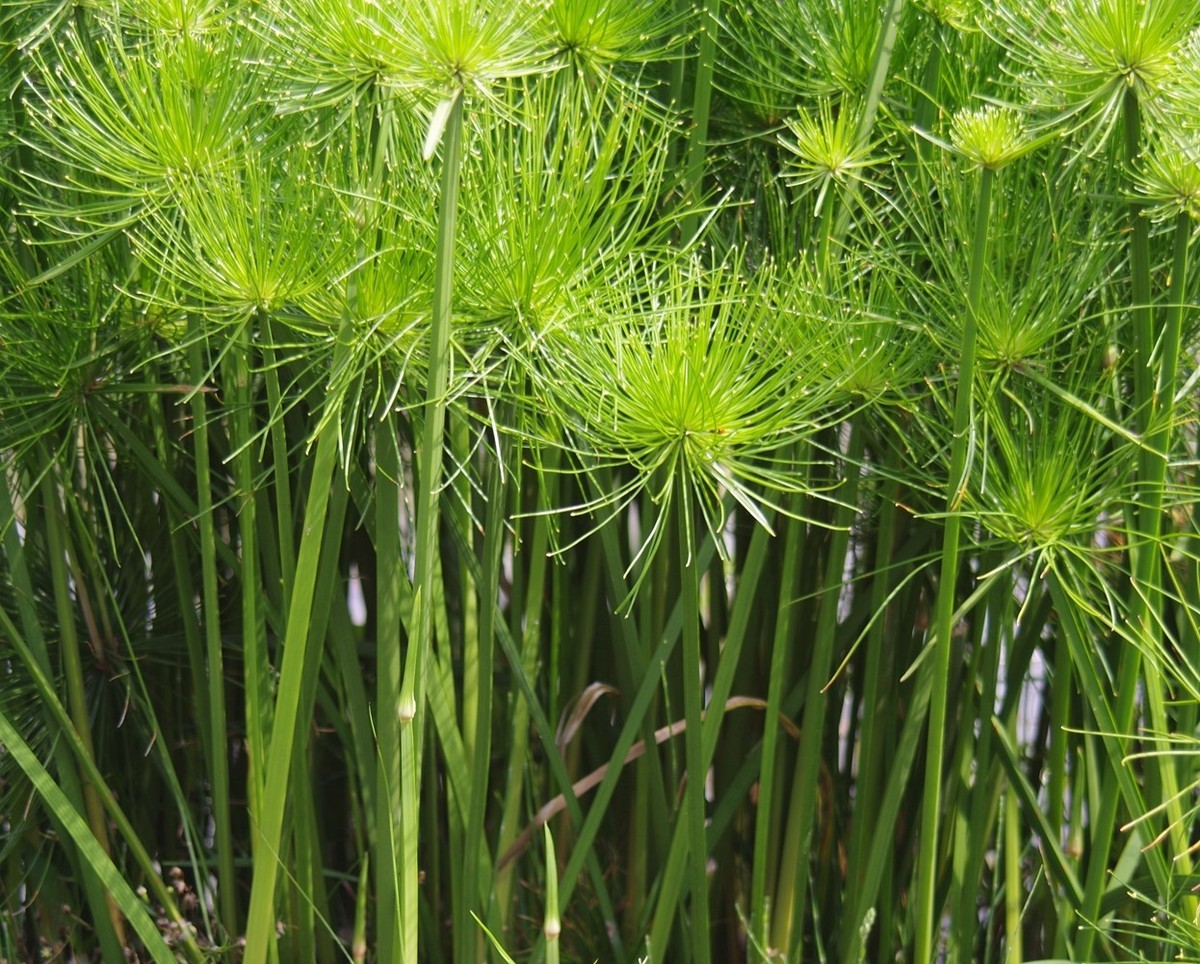 宾得F头试拍（三）