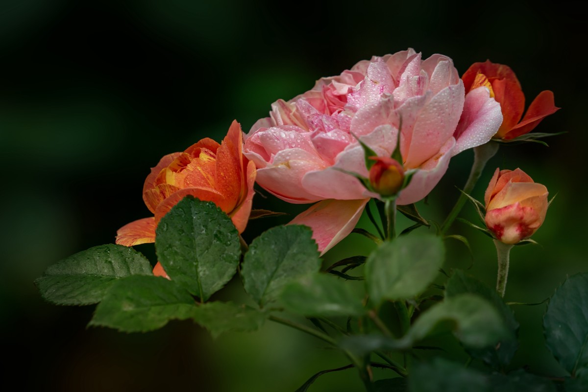 月季花