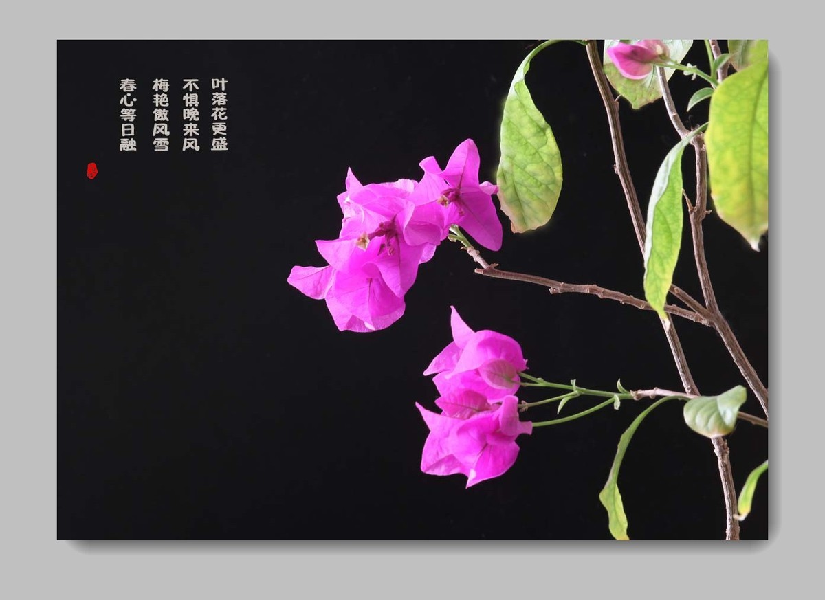 《每日欣赏》！！！