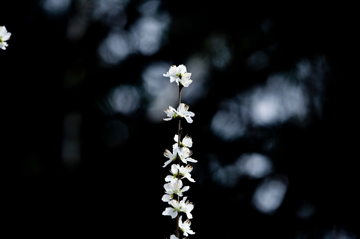 随拍——早春的山桃花