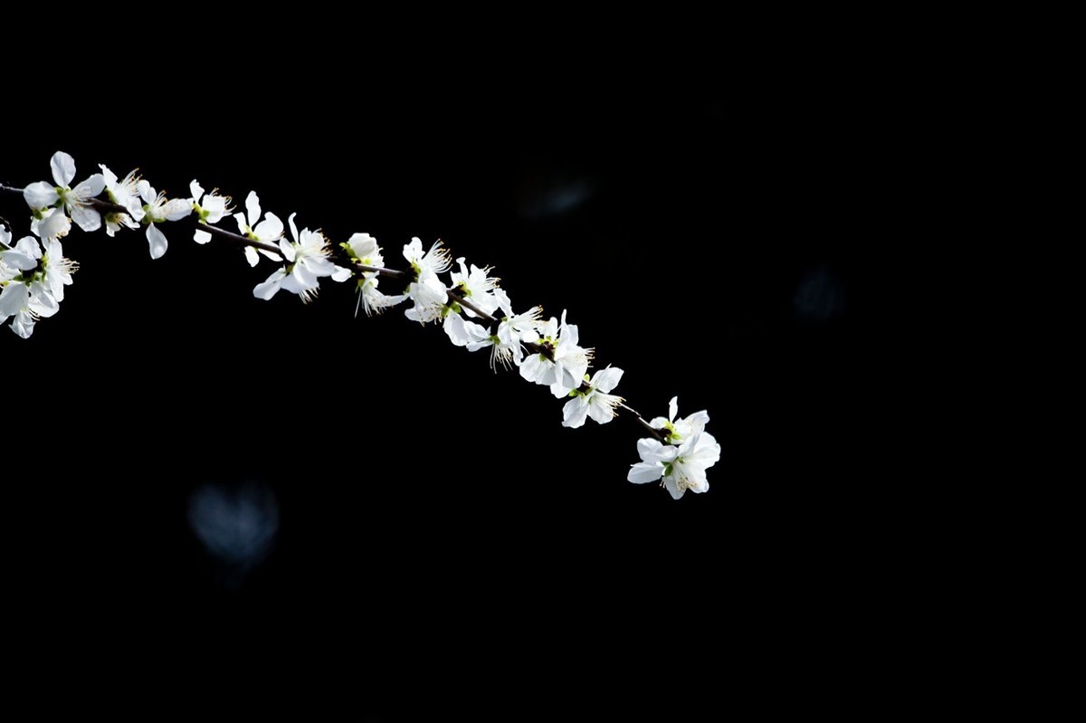 随拍——早春的山桃花