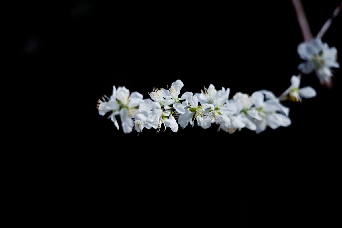 随拍——早春的山桃花