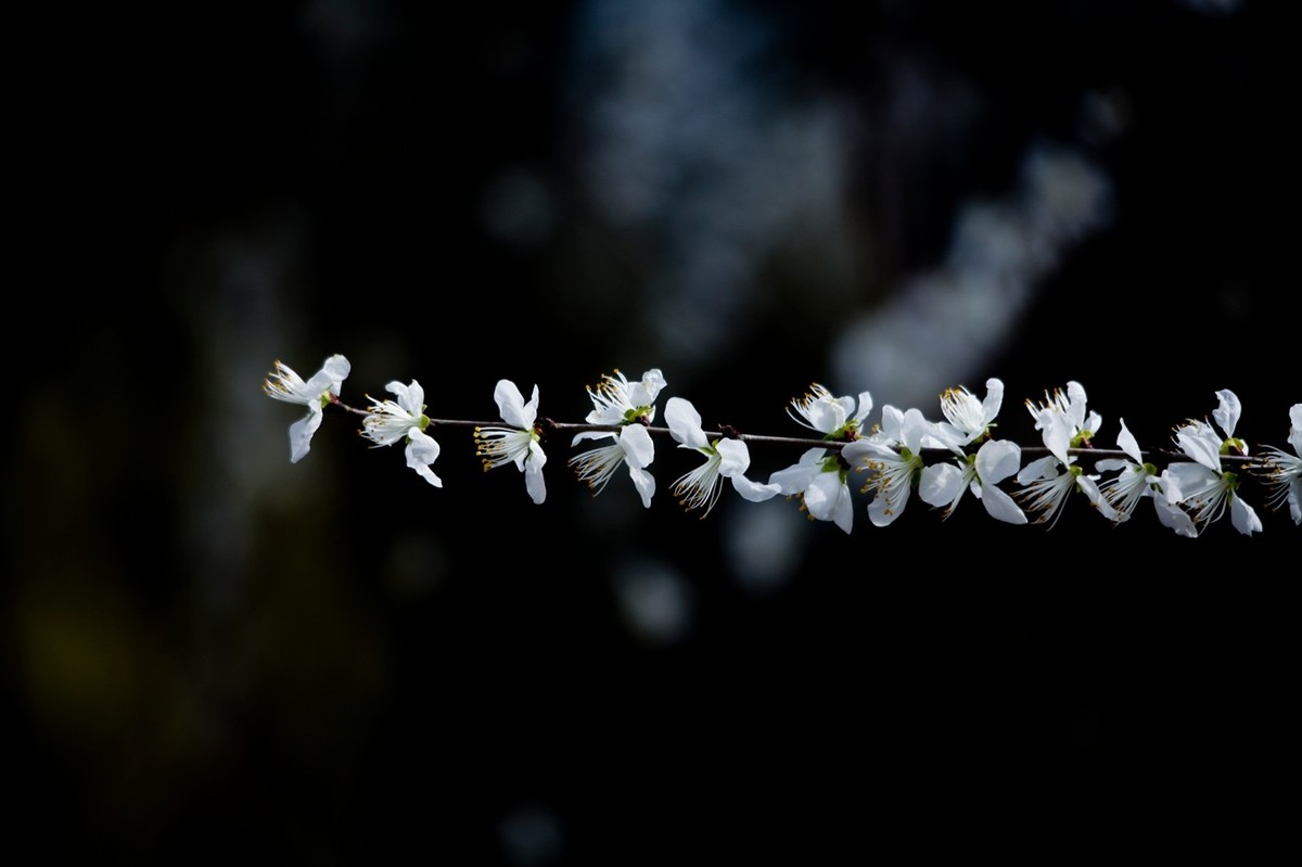 随拍——早春的山桃花