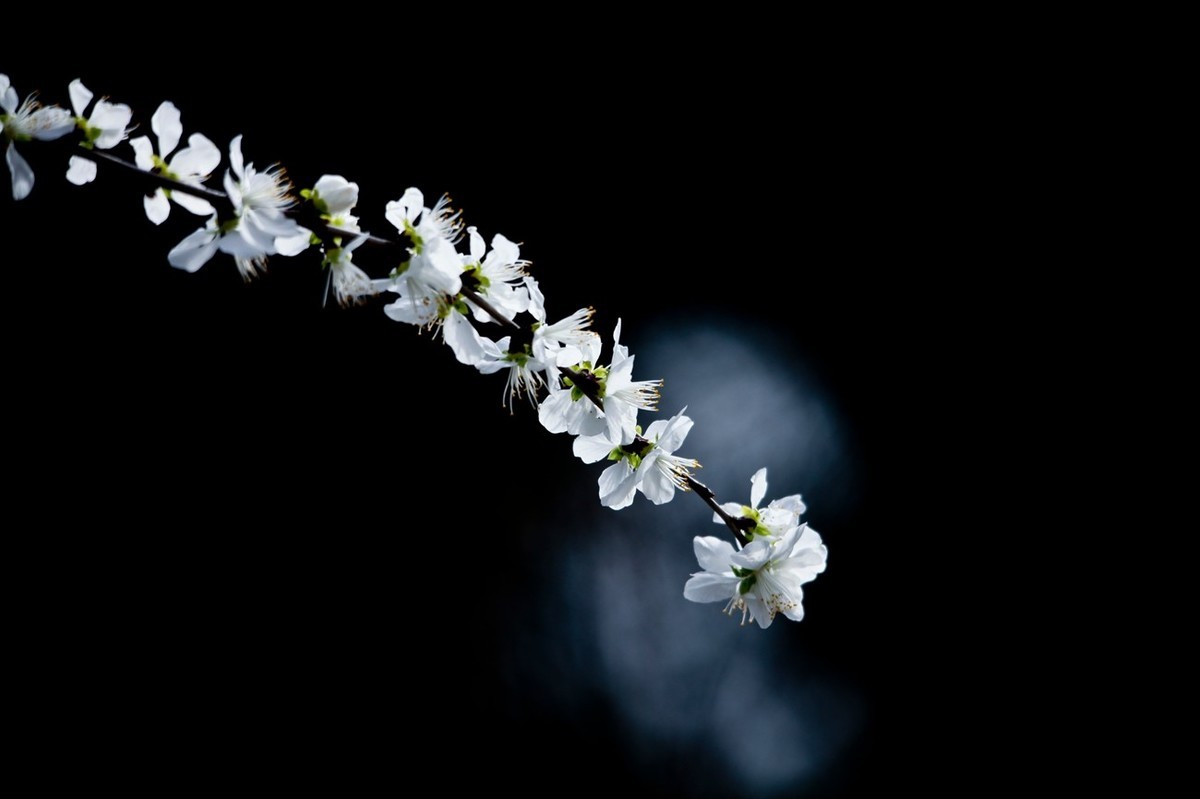 随拍——早春的山桃花