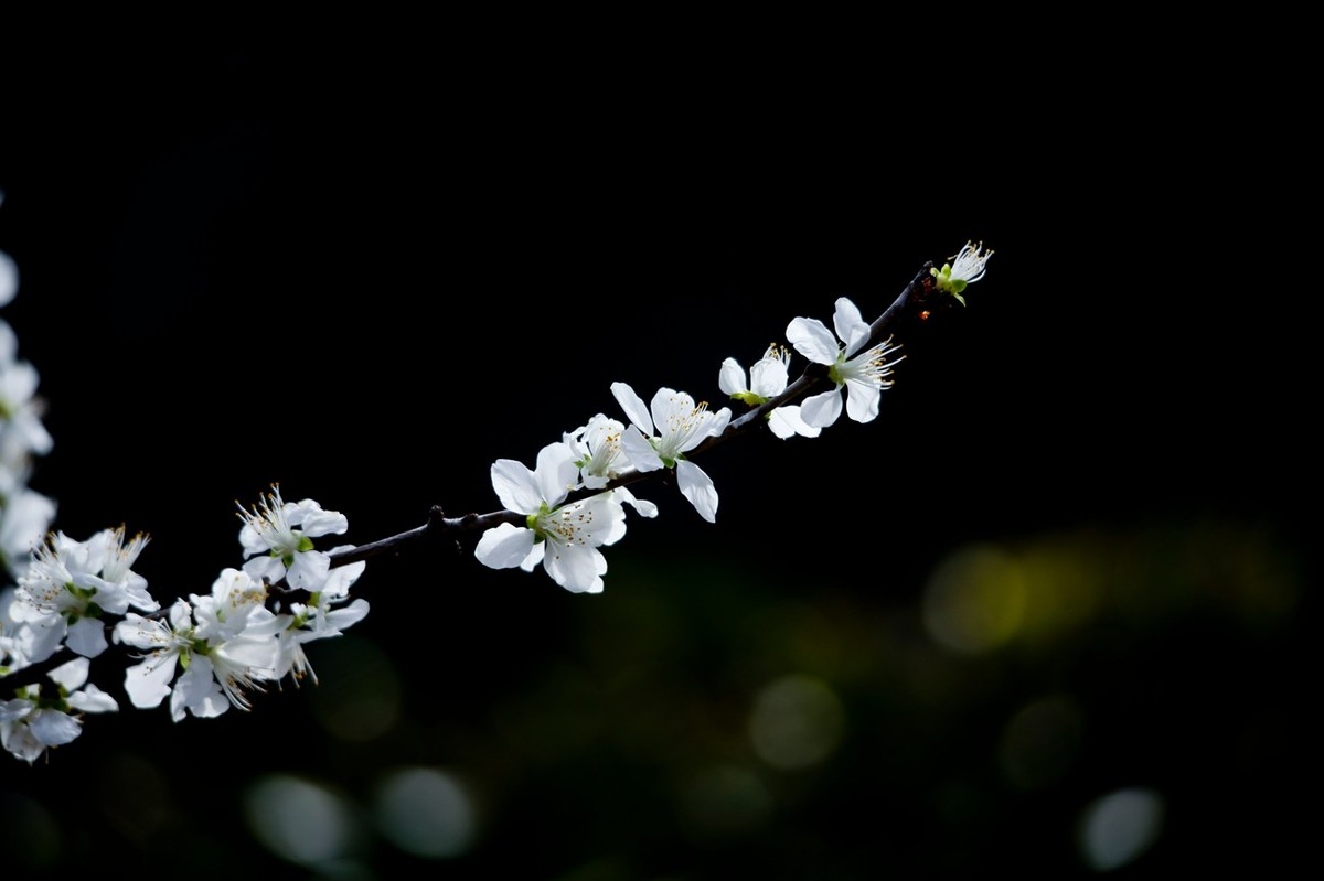 随拍——早春的山桃花