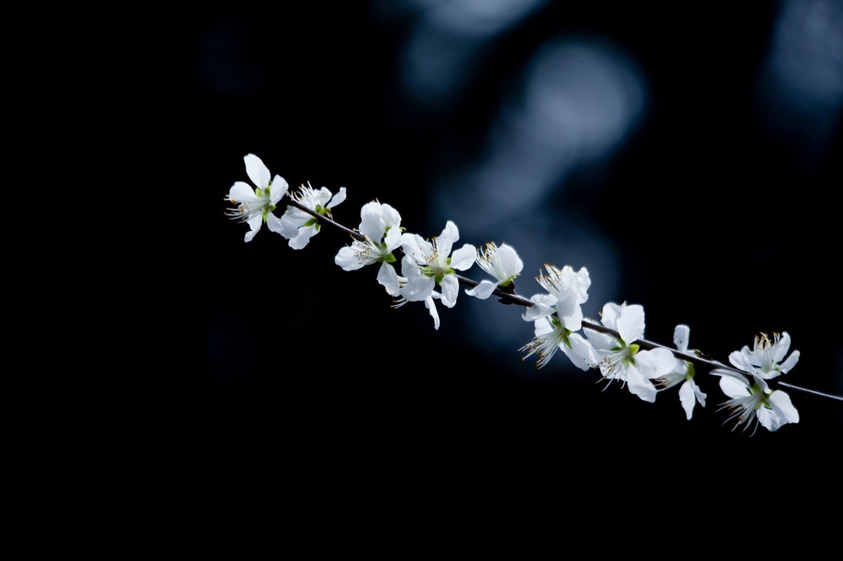 随拍——早春的山桃花