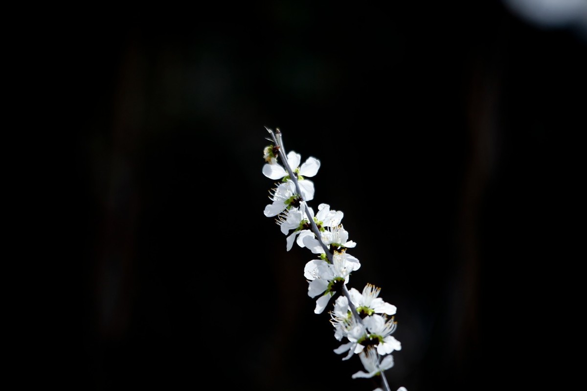 随拍——早春的山桃花