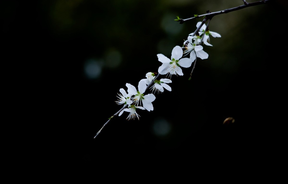 随拍——早春的山桃花