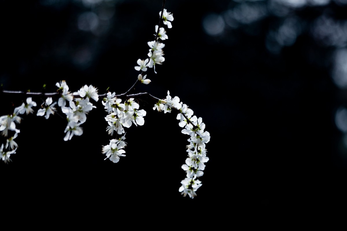 随拍——早春的山桃花