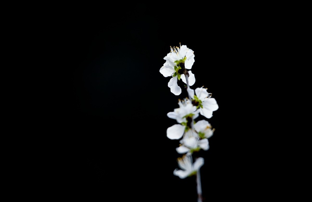 随拍——早春的山桃花