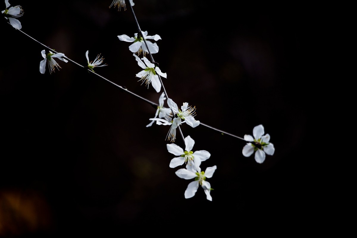 随拍——早春的山桃花