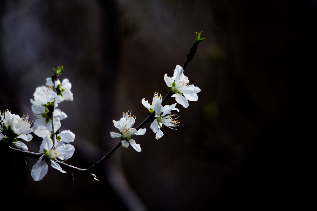 随拍——早春的山桃花