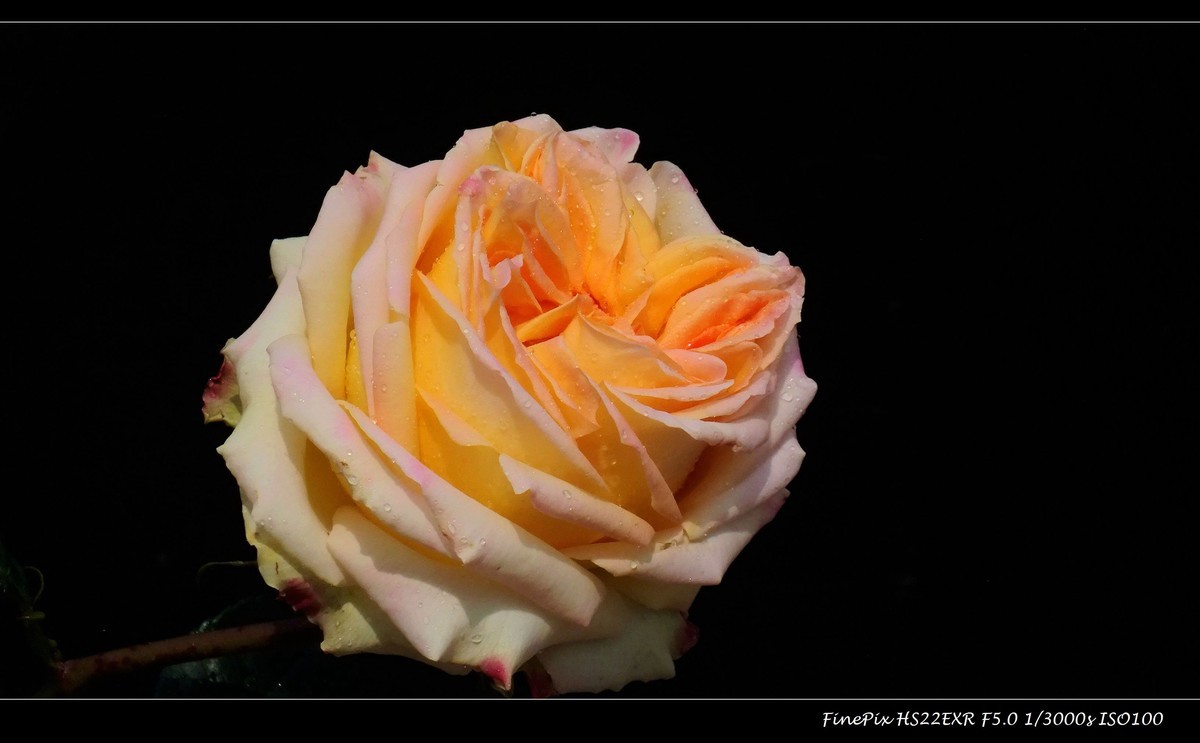 云台花园玫瑰花(15)