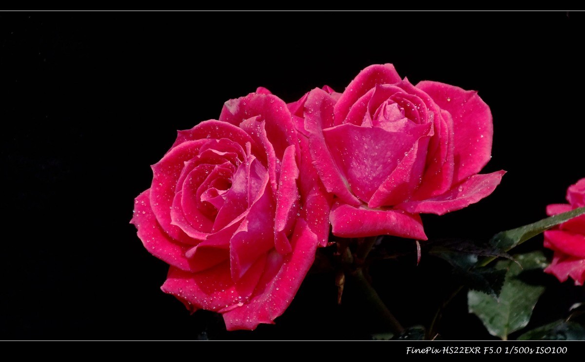 云台花园玫瑰花(15)