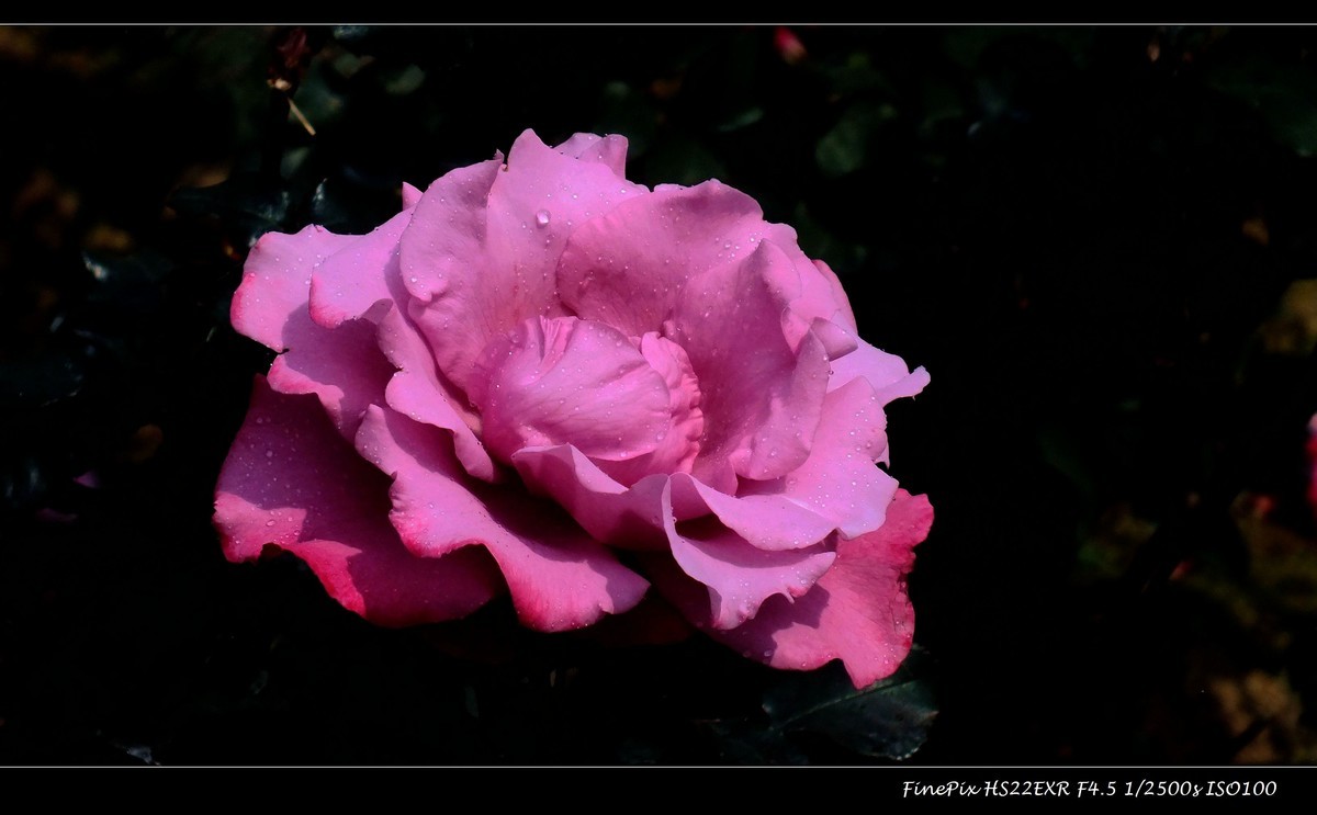 云台花园玫瑰花(15)