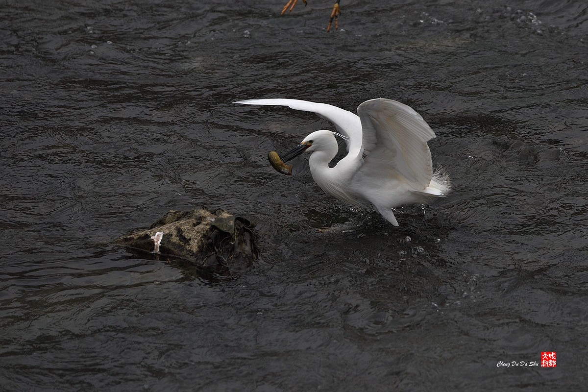 拍鹭纪实【228】