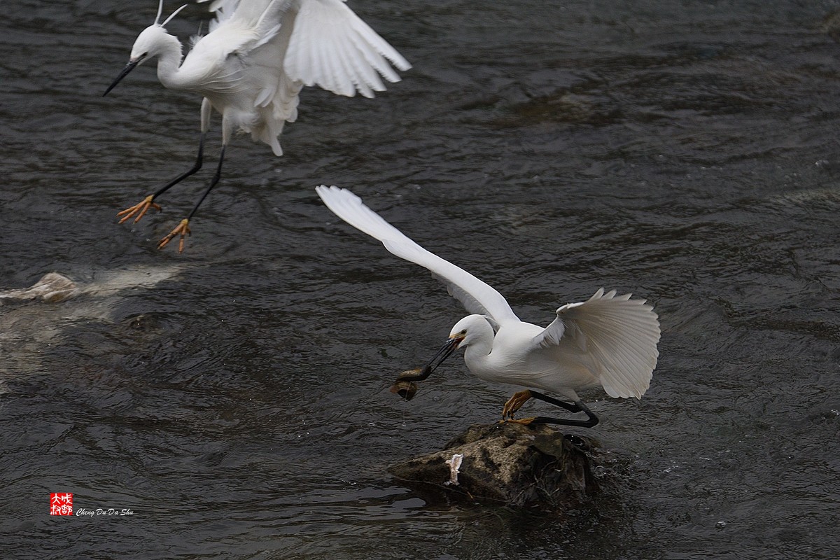 拍鹭纪实【228】