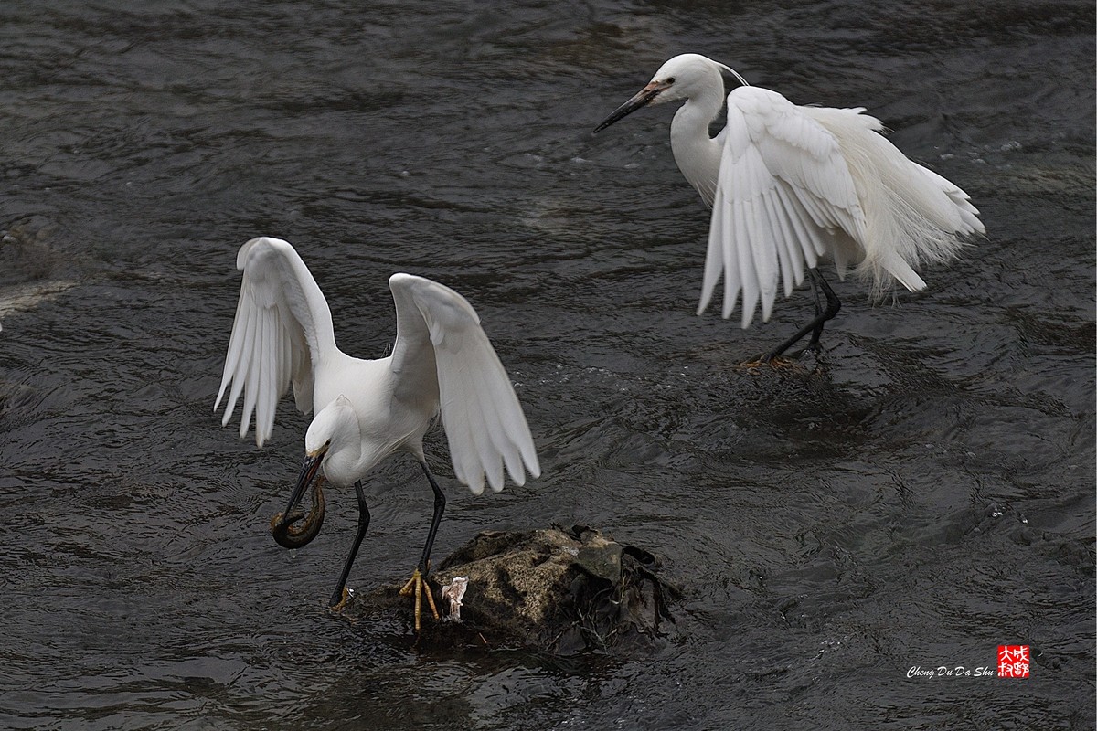 拍鹭纪实【228】