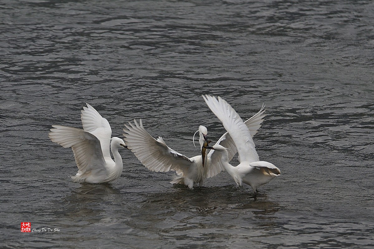 拍鹭纪实【228】