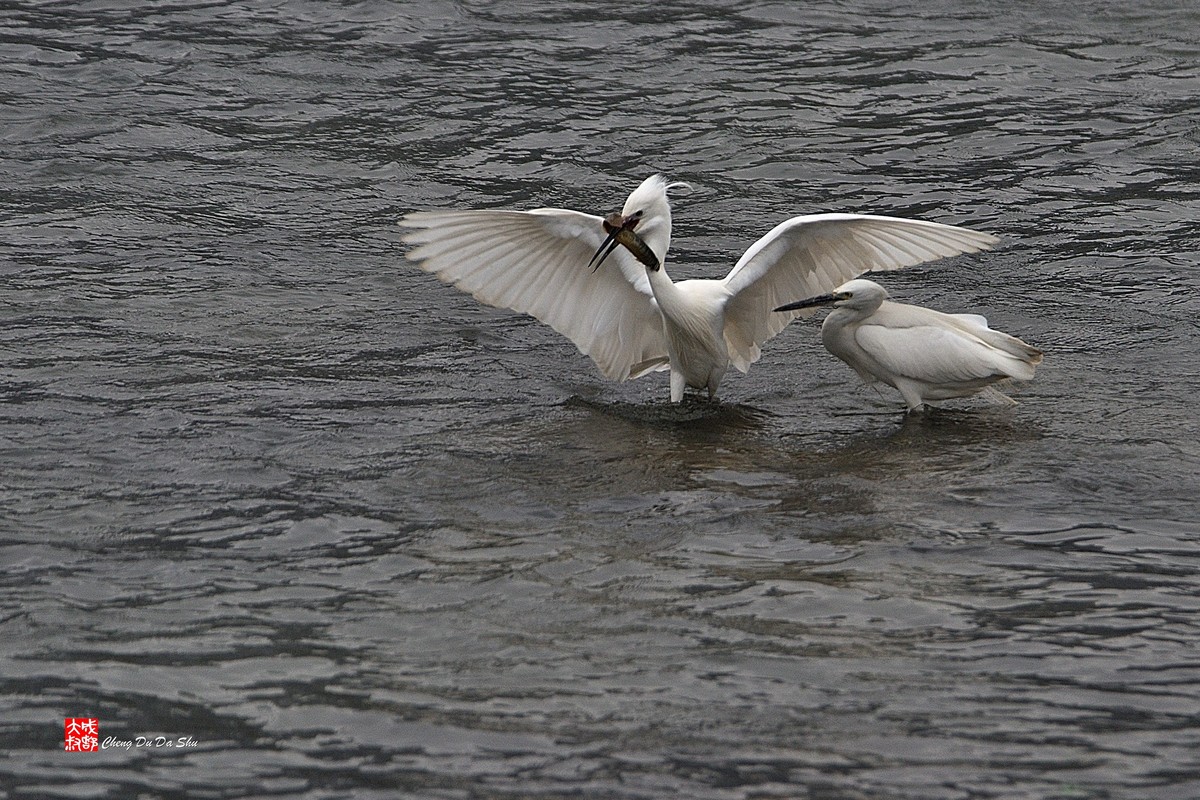 拍鹭纪实【228】