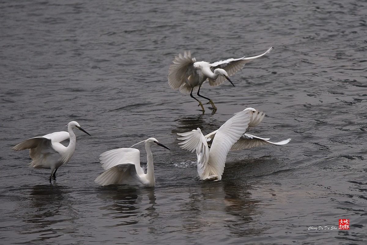 拍鹭纪实【228】