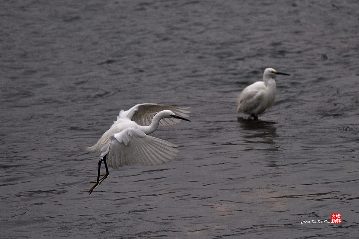 拍鹭纪实【228】