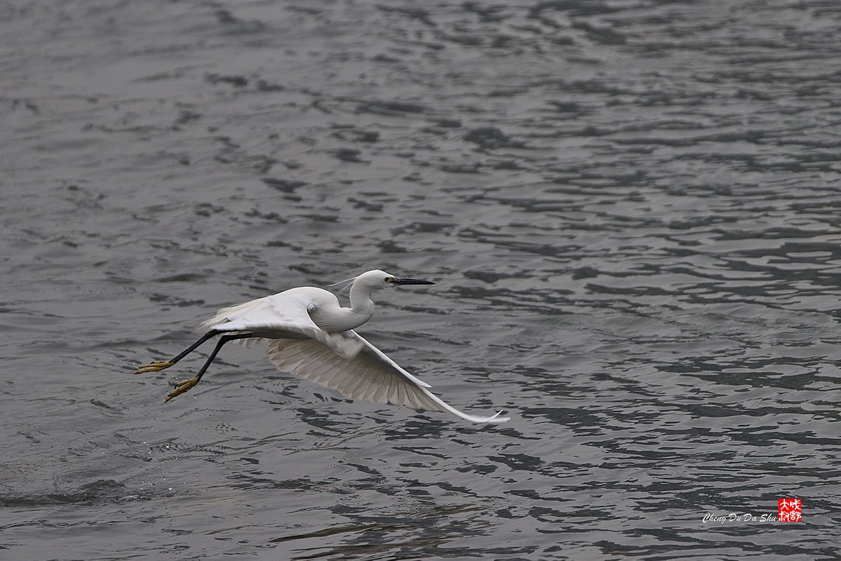 拍鹭纪实【228】
