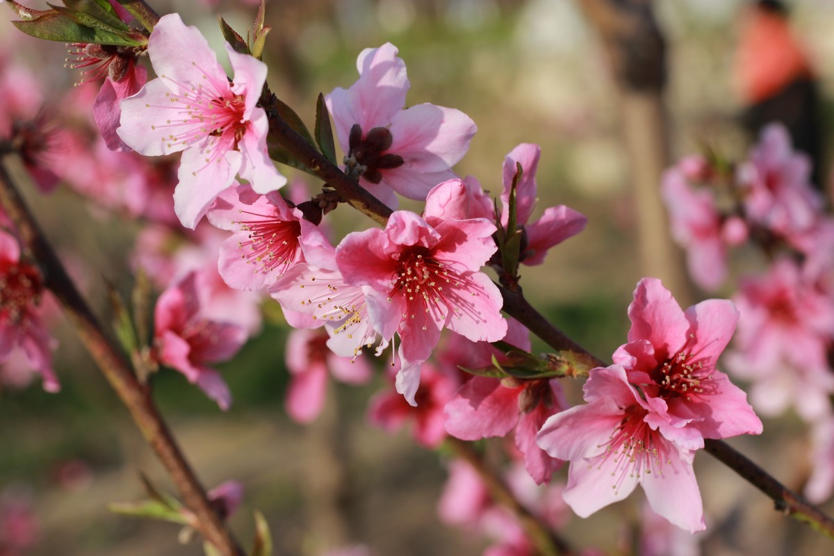 佳能ef50-1,8stm镜头试镜照