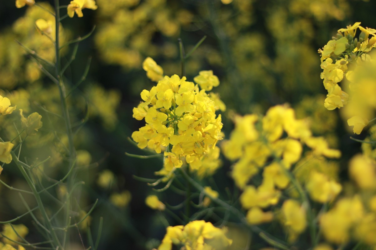 佳能ef50-1,8stm镜头试镜照