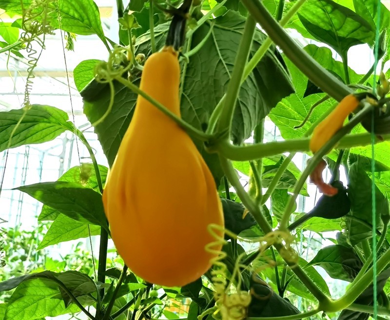 G03【不老松：纪实摄影】高绿科技智慧农业园！(06)